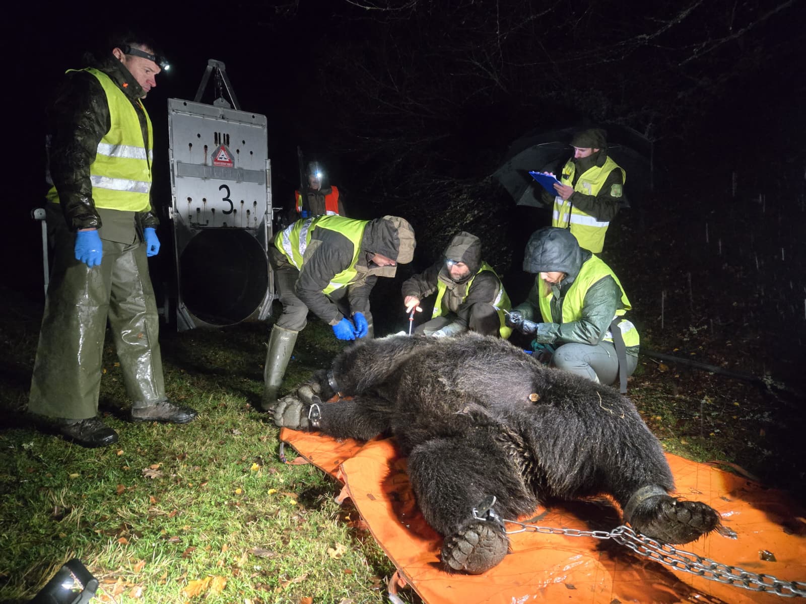 El calor limita la movilidad del oso pardo