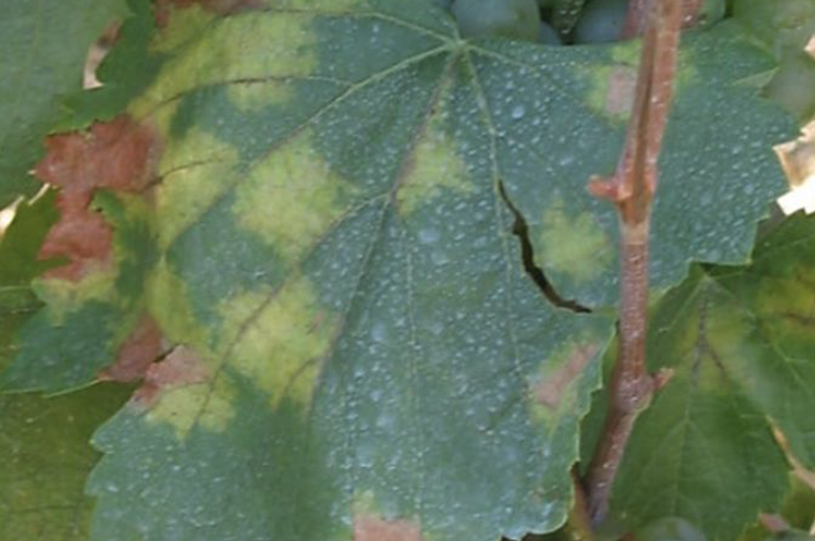 Castilla y León alerta del riesgo de mildiu en el viñedo