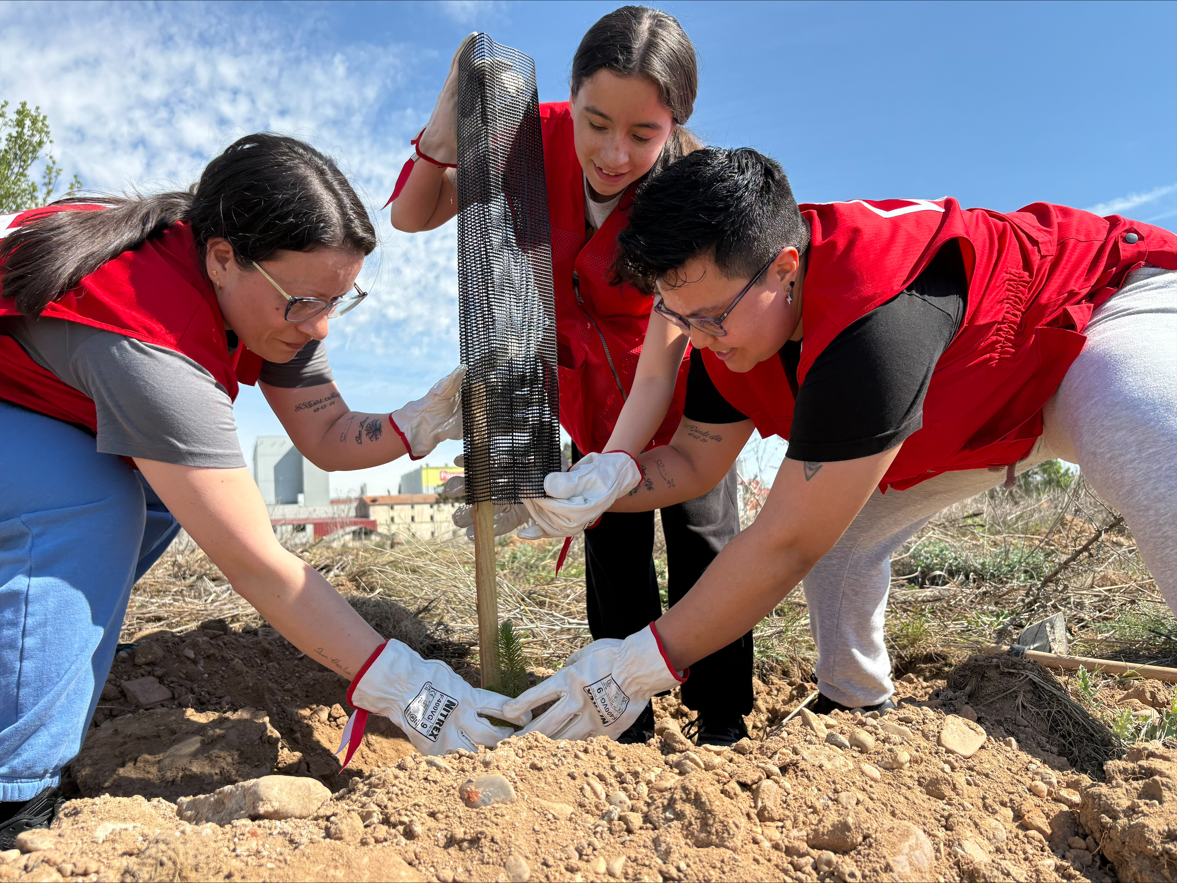 Cruz Roja planta más de 2.500 árboles en Aranda de Duero para compensar su huella de carbono