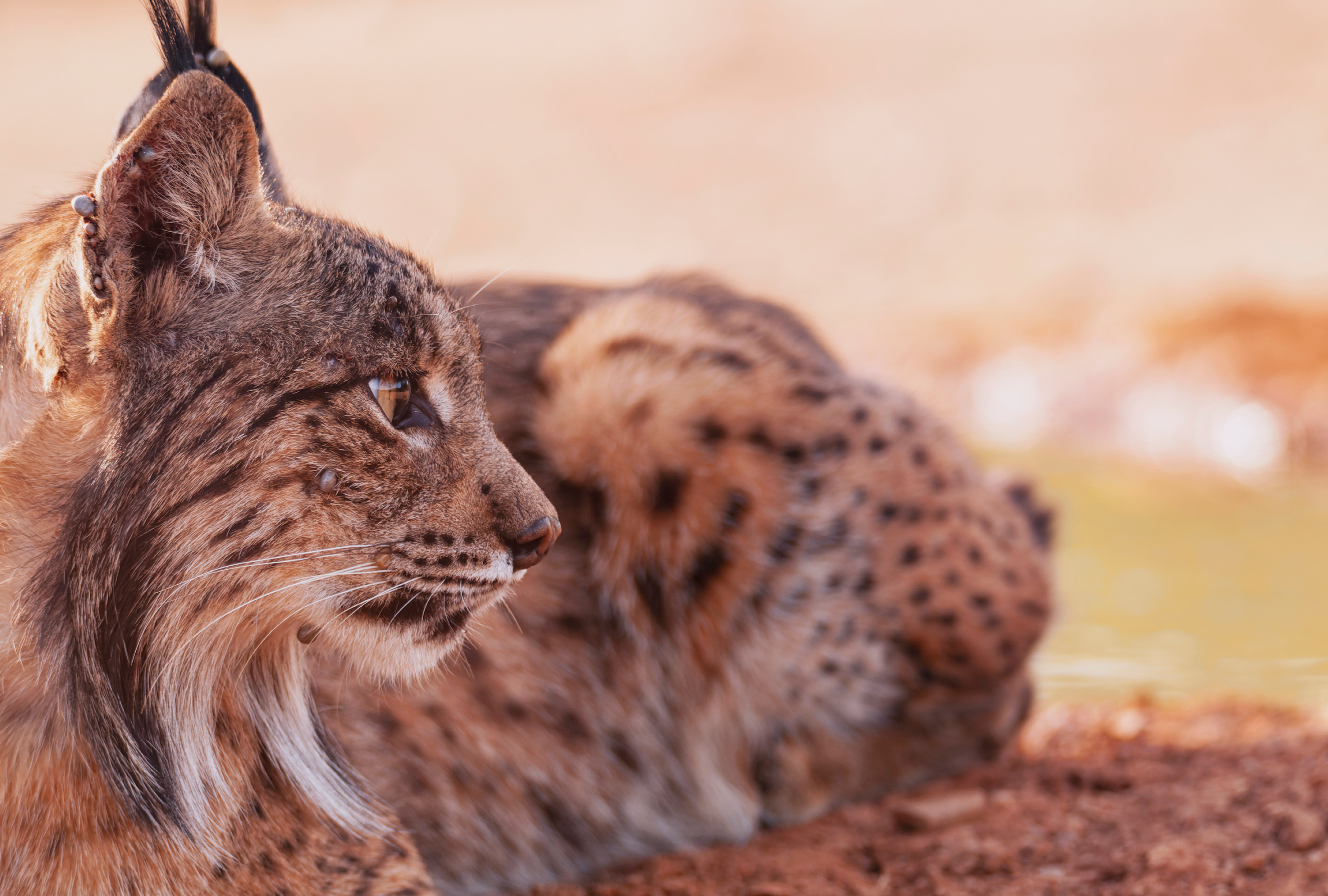 Nacen cinco cachorros de lince ibérico en el Cerrato palentino