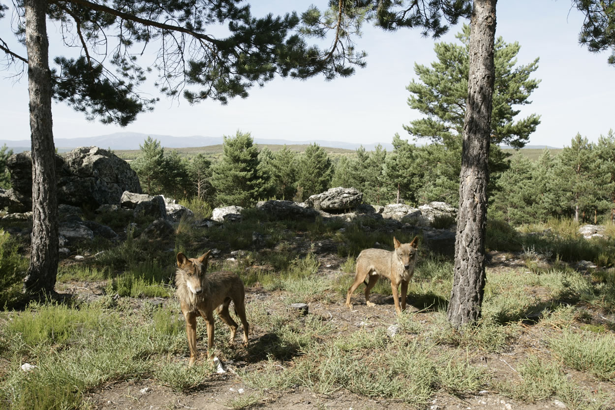 El Camino del Lobo mejorará 22 kilómetros entre Villarino de Manzanas, Linarejos y Robledo e incluirá un nuevo paso bajo la línea ferroviaria con 4 millones