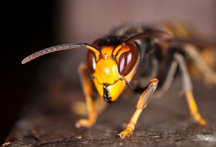 León duplica las ayudas contra el avispón asiático hasta alcanzar los 60.000 euros