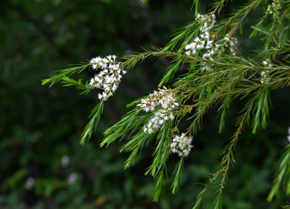 Un curso aborda el cultivo de plantas aromáticas y medicinales