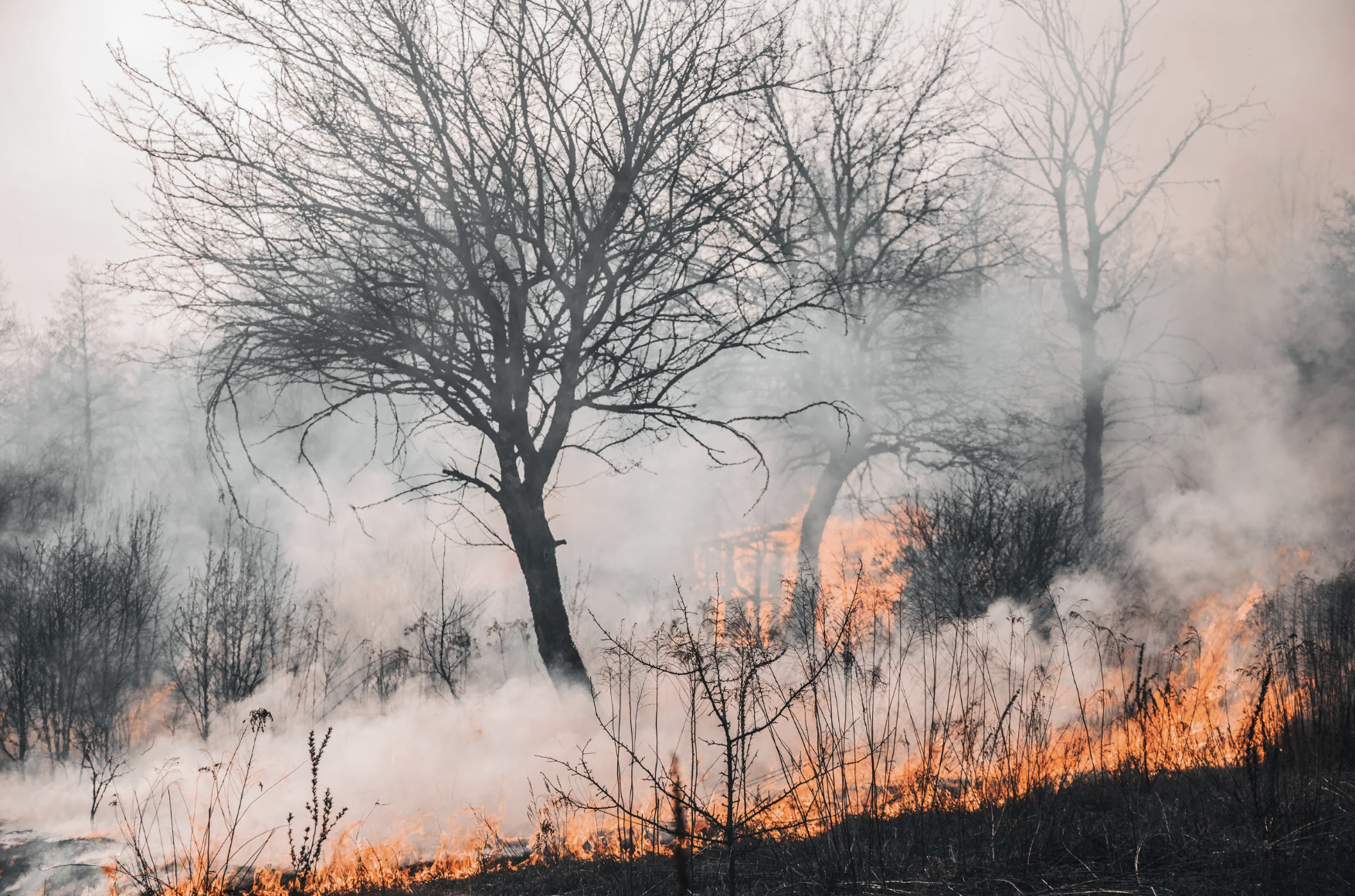 Cuando arde el campo