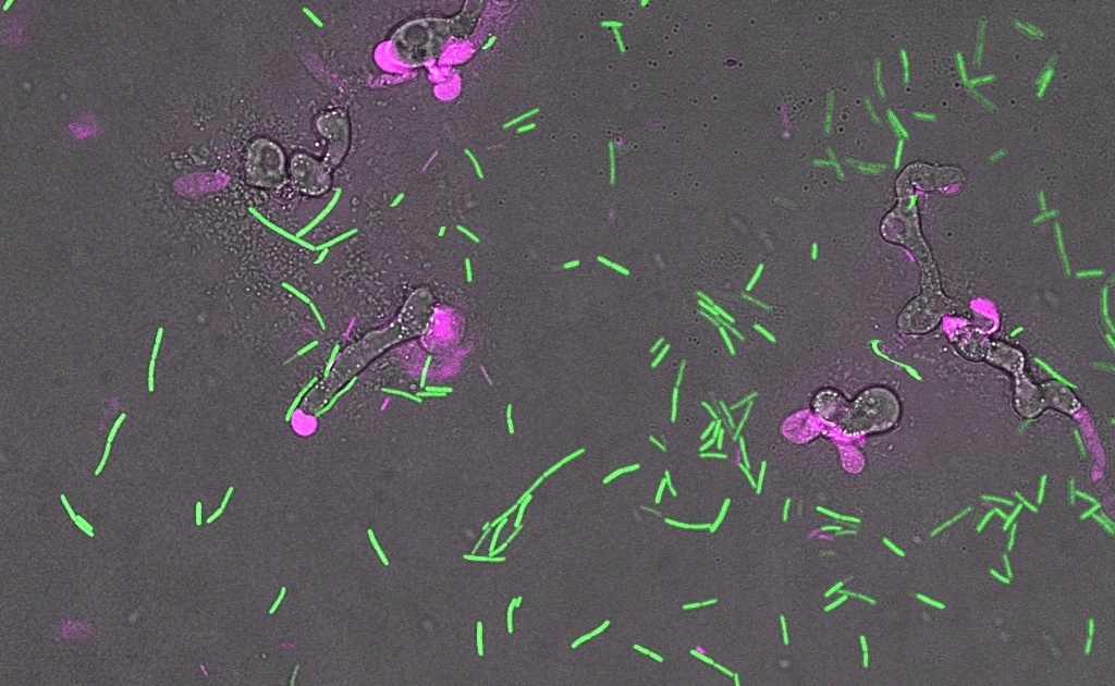 Tres cepas de Bacillus velezensis abren una vía de biocontrol frente a enfermedades fúngicas del champiñón, aunque deben mejorar su estabilidad