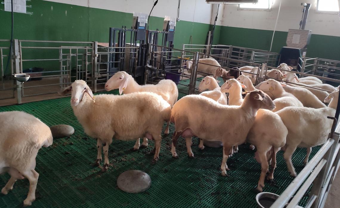 La ULE sustituye la soja por descartes de lentejas y alubias en la alimentación de ovejas