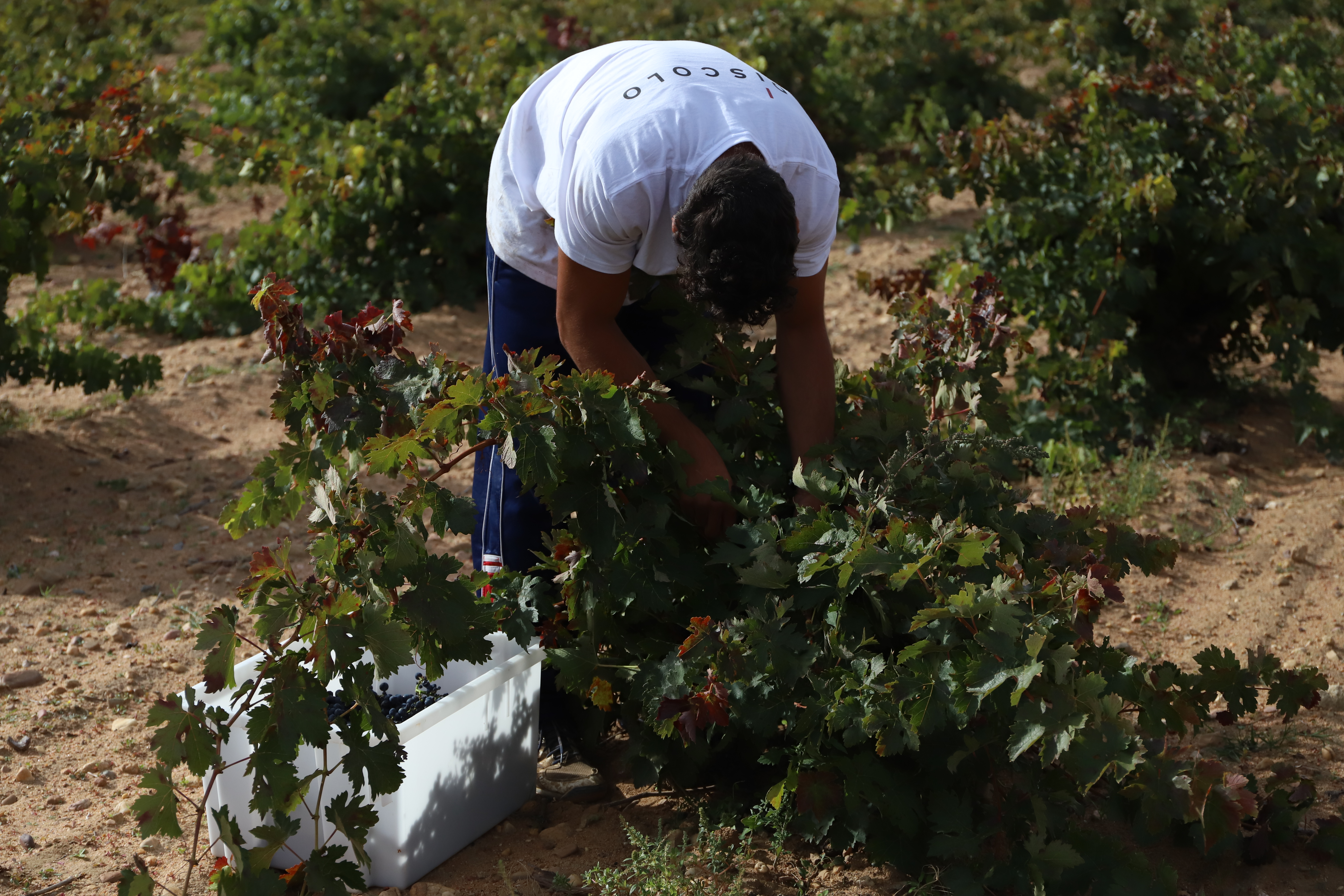 Ribera del Duero, vendimia 2026, cosecha de uva, Denominación de Origen Ribera del Duero, 124 millones de kilos, producción vitivinícola, sequía, viñedo, madurez fenólica, vinos de guarda, variedades tintas, variedades blancas, Roa, Consejo Regulador, Castilla y León.